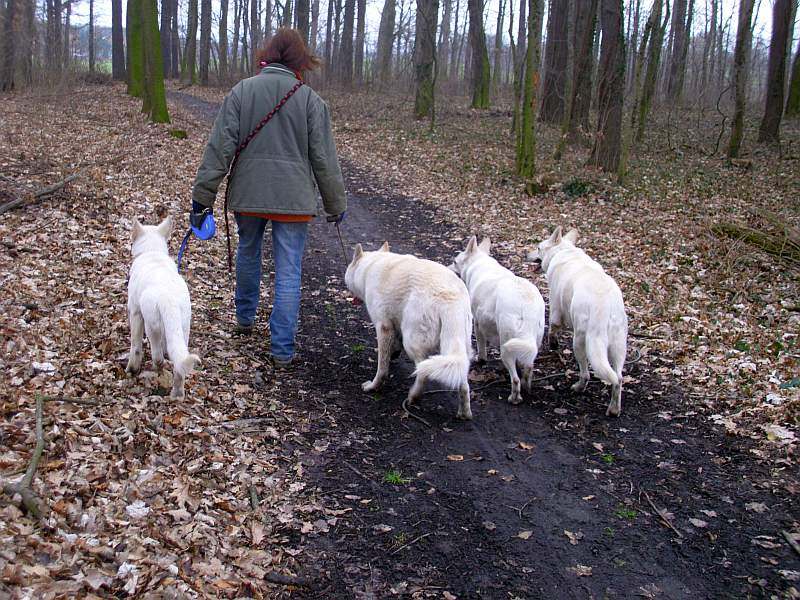 Leo - Weisser Schferhund von den Grenzgngern