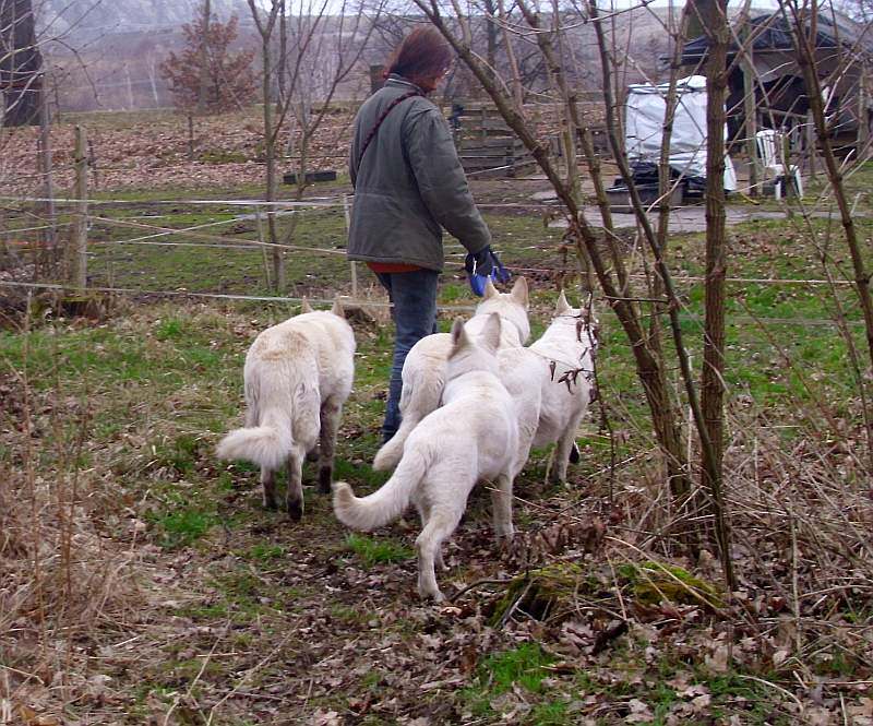 Leo - Weisser Schferhund von den Grenzgngern