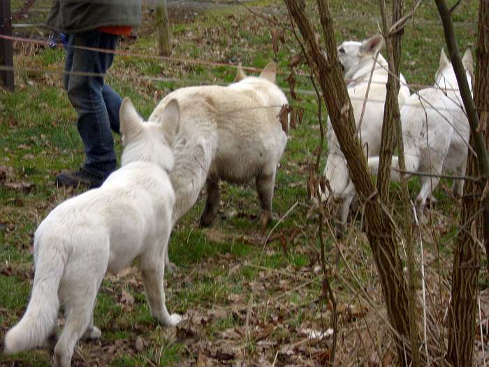 Leo - Weisser Schferhund von den Grenzgngern