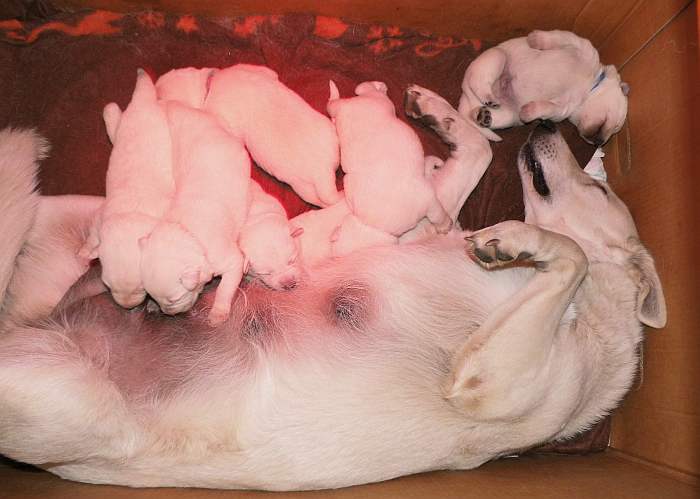 Weisse Schferhundwelpen von den Grenzgngern