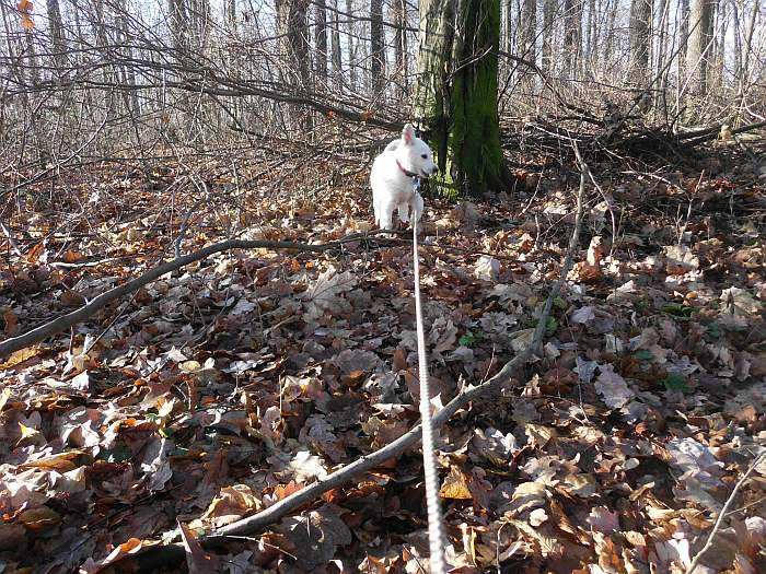 weisse Schferhundwelpen