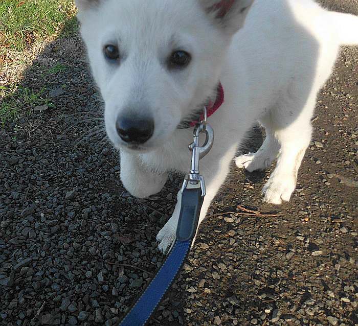 weisse Schferhundwelpen