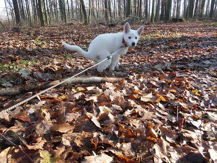 weisse Schferhundwelpen