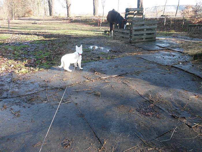 weisse Schferhundwelpen