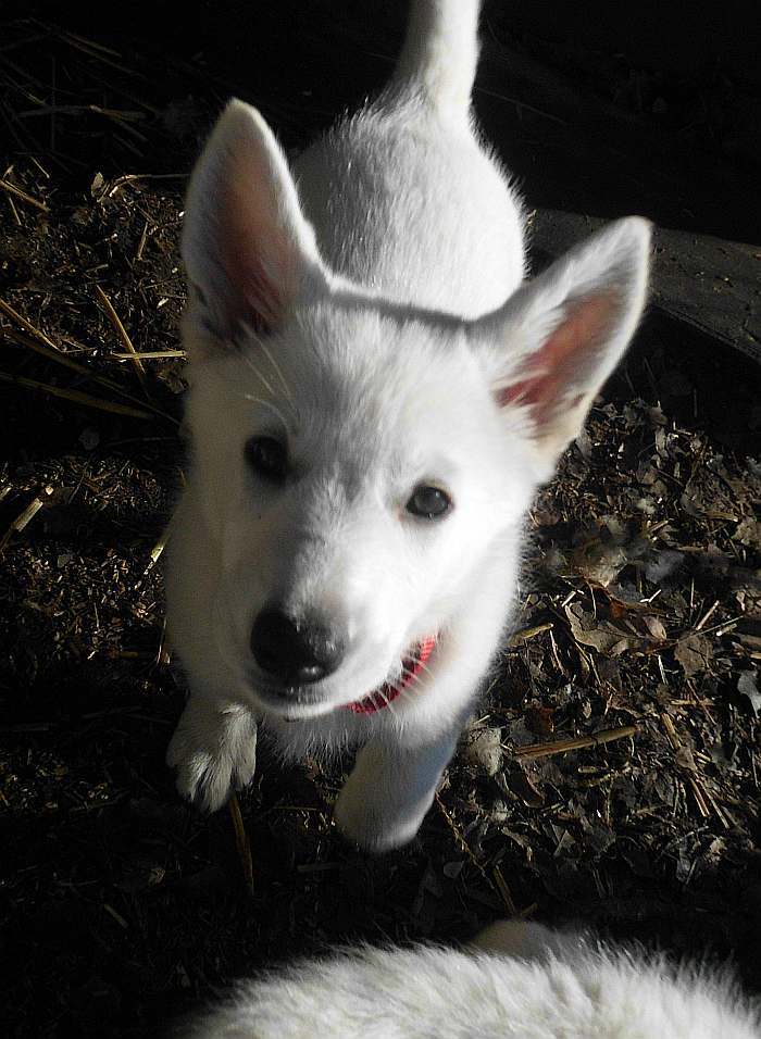 weisse Schferhundwelpen