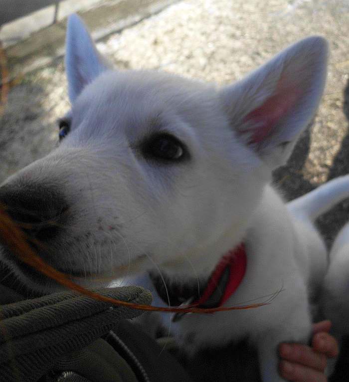 weisse Schferhundwelpen