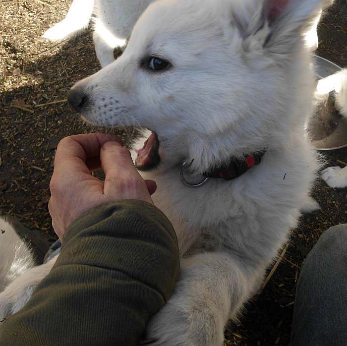 weisser Schferhundwelpe