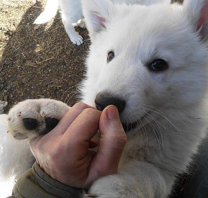 weisser Schferhundwelpe