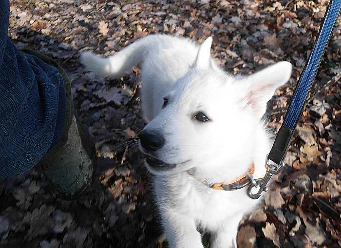 weisser Schferhundwelpe