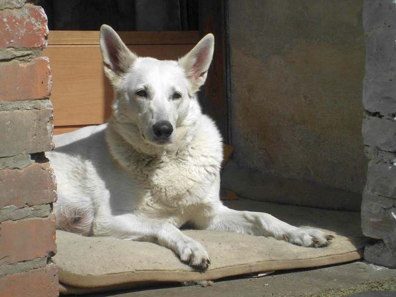 weisser Schferhund von den Grenzgngern