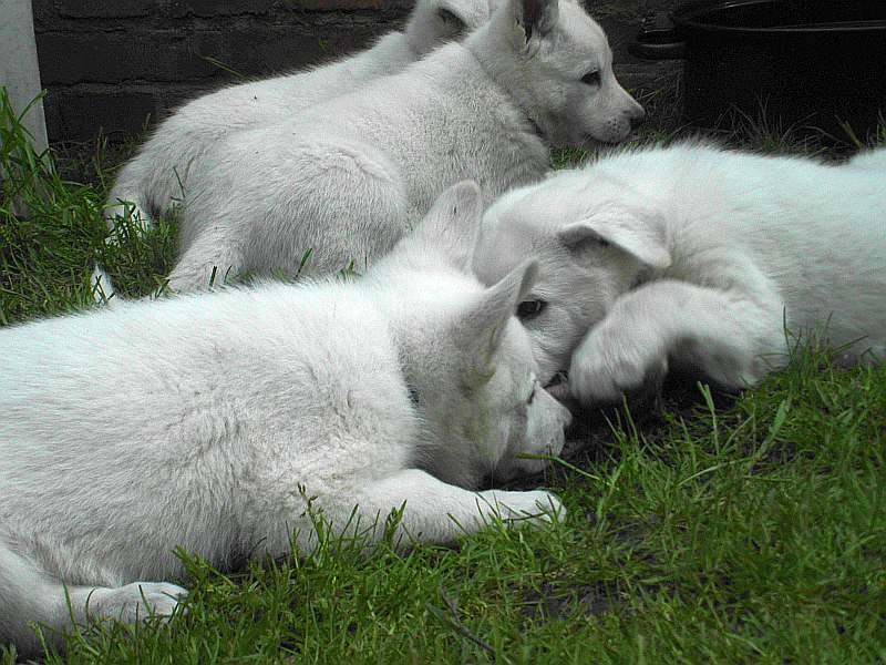 weisser Schferhund von den Grenzgngern