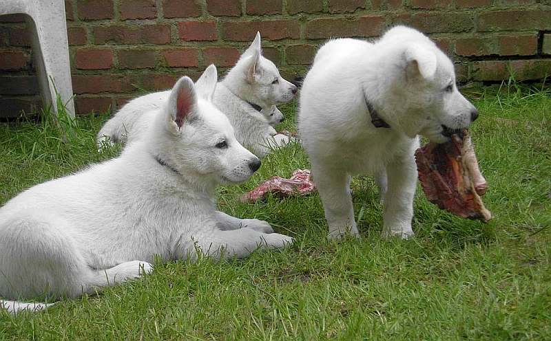 weisser Schferhund von den Grenzgngern