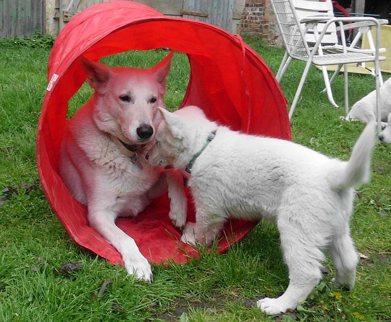 weisser Schferhund von den Grenzgngern