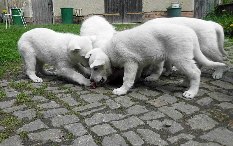 weisser Schferhund von den Grenzgngern