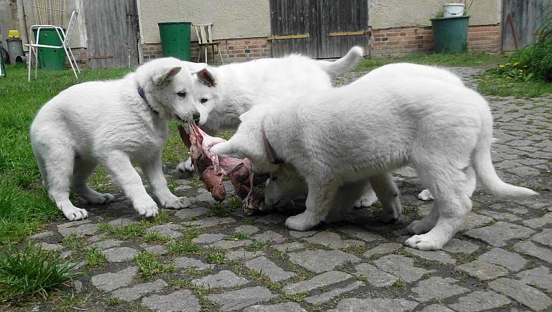 weisser Schferhund von den Grenzgngern