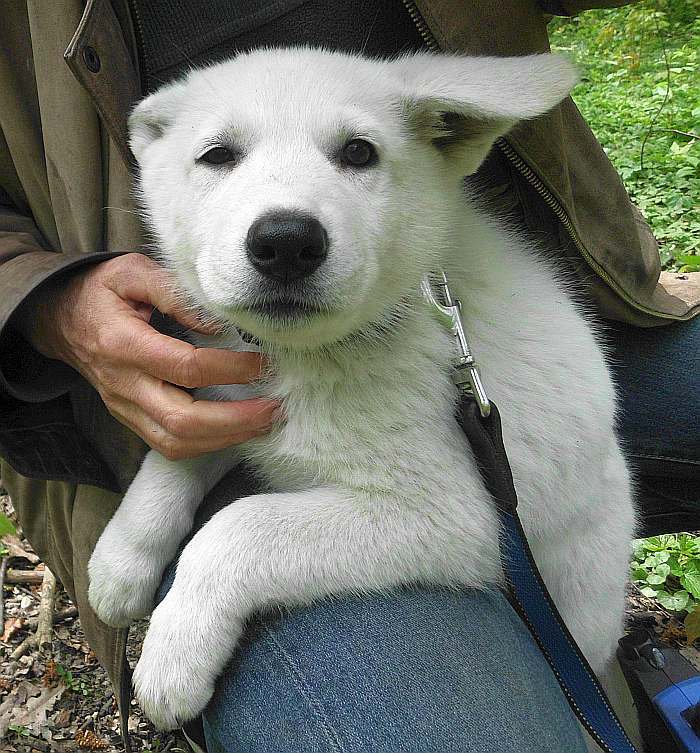 weisser Schferhund - die Grenzgnger