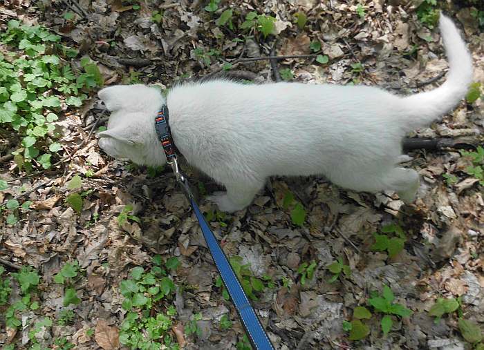 weisser Schferhund - die Grenzgnger