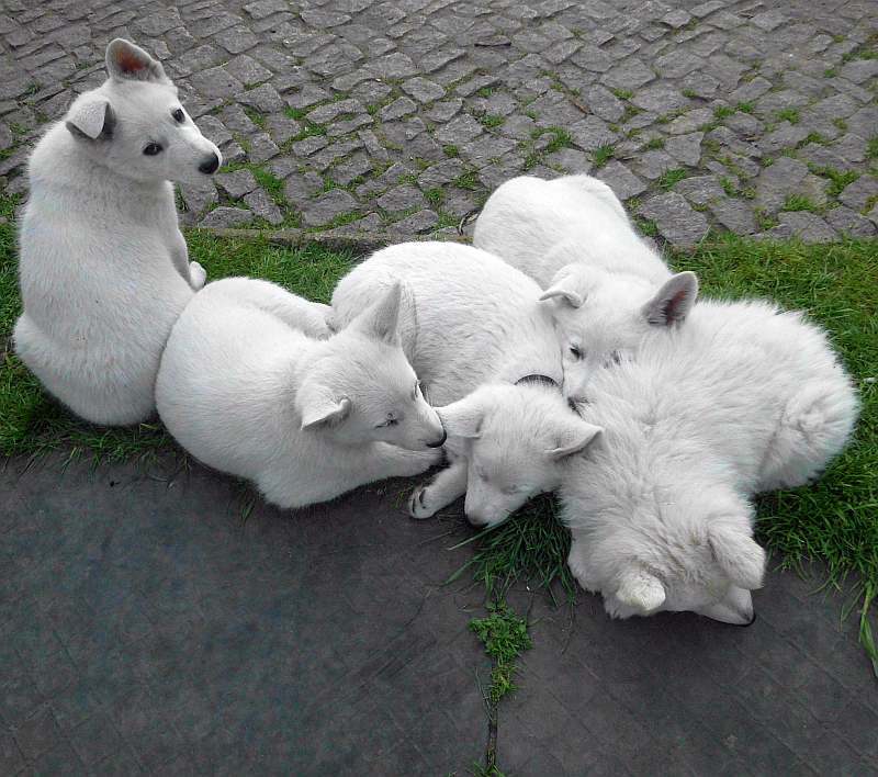 weisser Schferhund von den Grenzgngern