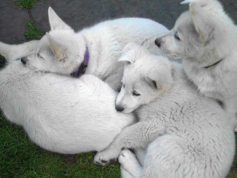 weisser Schferhund von den Grenzgngern