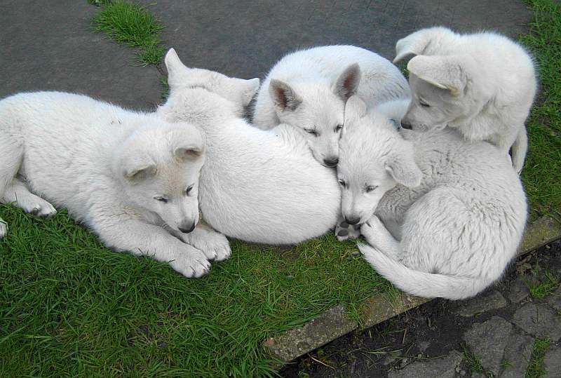 weisser Schferhund von den Grenzgngern