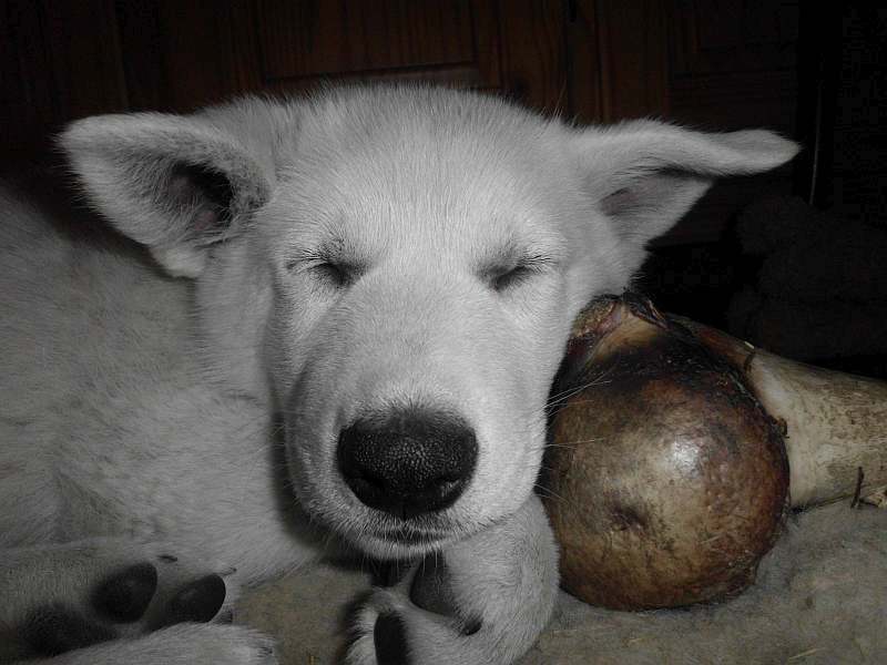 weisser Schferhund von den Grenzgngern