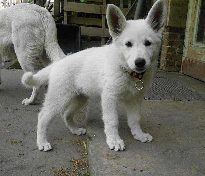 weisser Schferhund von den Grenzgngern