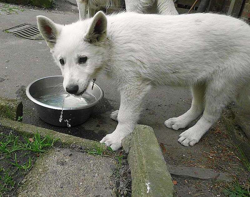 weisser Schferhund von den Grenzgngern