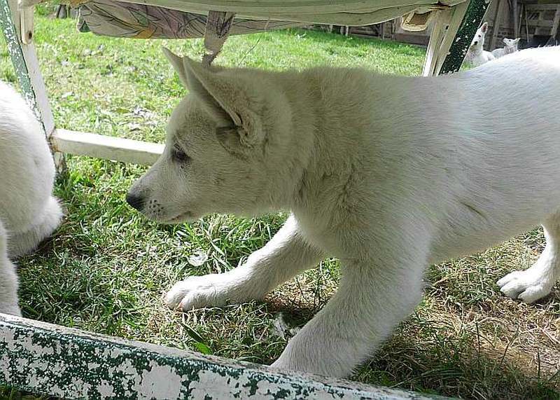 weisser Schferhund von den Grenzgngern