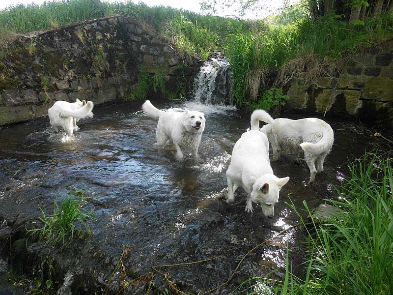 Weisse Schferhunde von den Grenzgngern