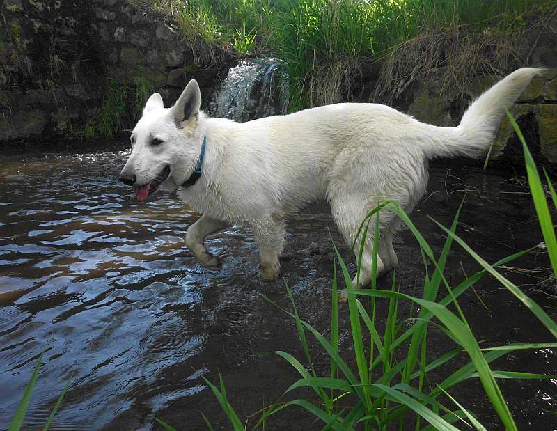 Leo - weisser Schferhund von den Grenzgngern