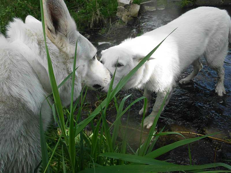 Leo - weisser Schferhund von den Grenzgngern