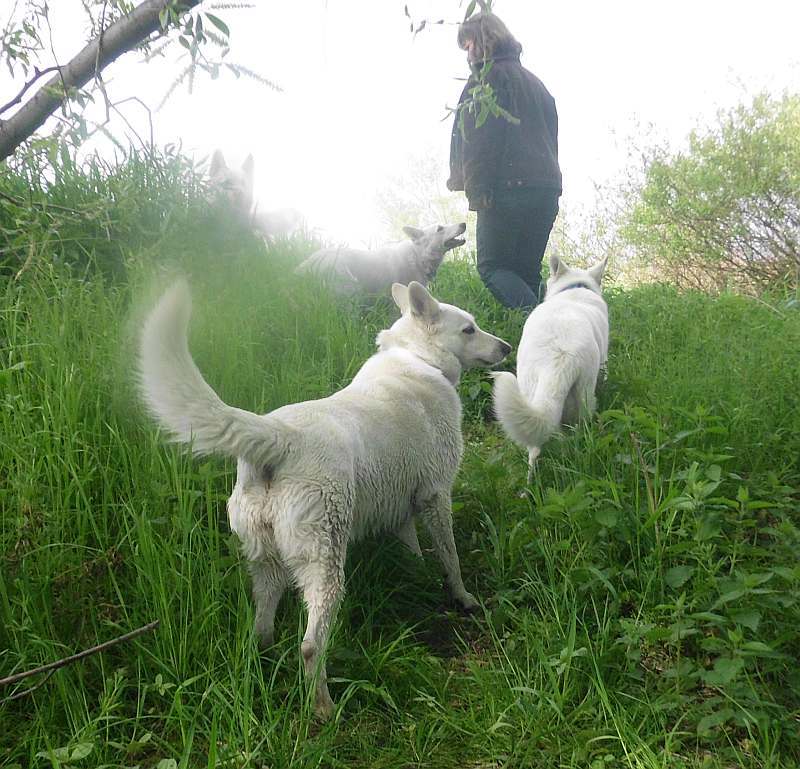 Leo - weisser Schferhund von den Grenzgngern