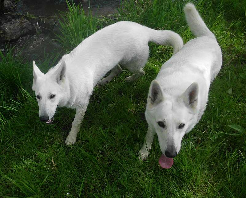 Leo - weisser Schferhund von den Grenzgngern