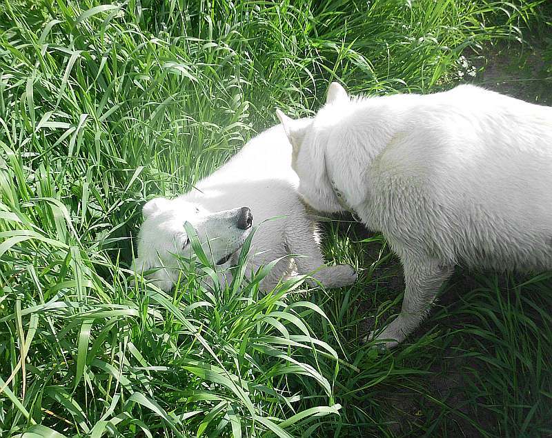 Leo - weisser Schferhund von den Grenzgngern