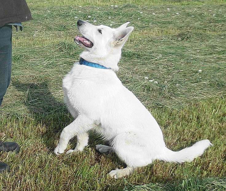 Leo - weisser Schferhund von den Grenzgngern