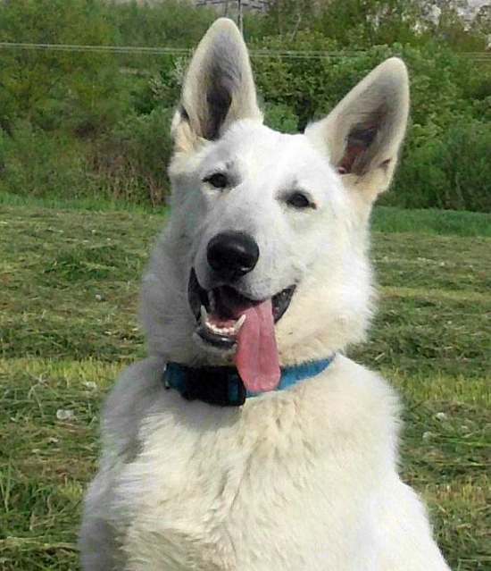 Leo - weisser Schferhund von den Grenzgngern