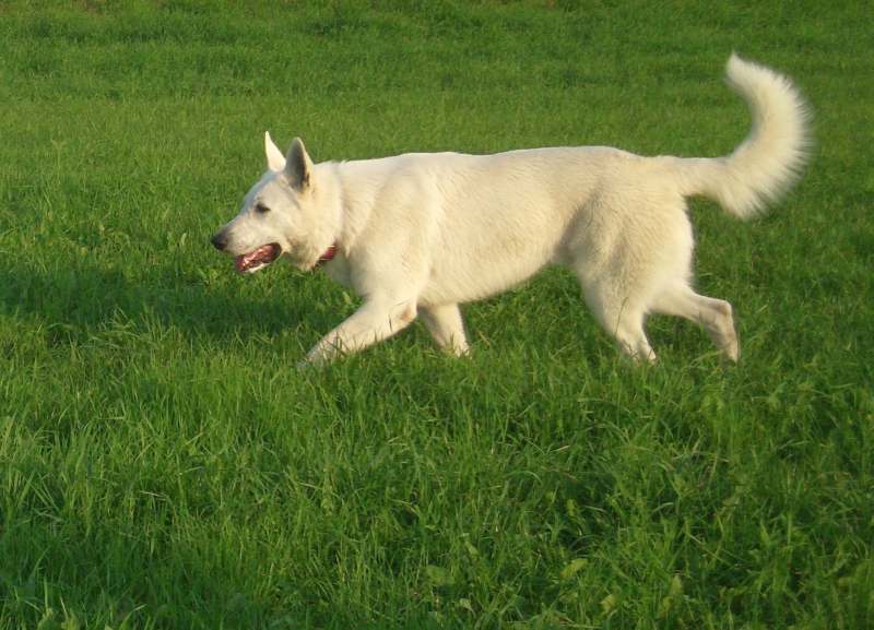 Leo - weisser Schferhund von den Grenzgngern