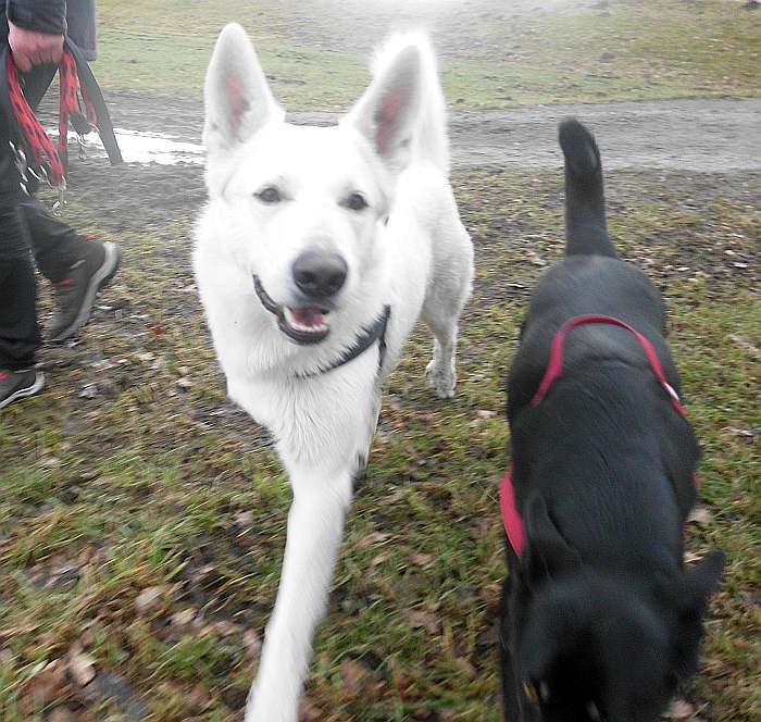 Iwan - weisser Schferhund von den Grenzgngern