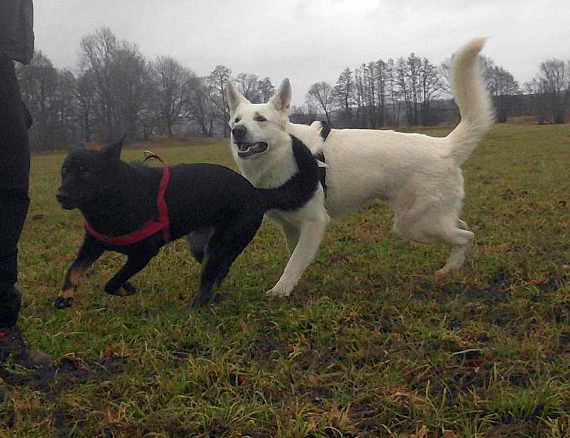 Iwan - weisser Schferhund von den Grenzgngern