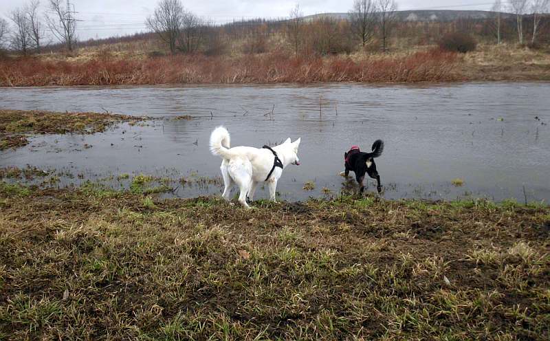 Iwan - weisser Schferhund von den Grenzgngern