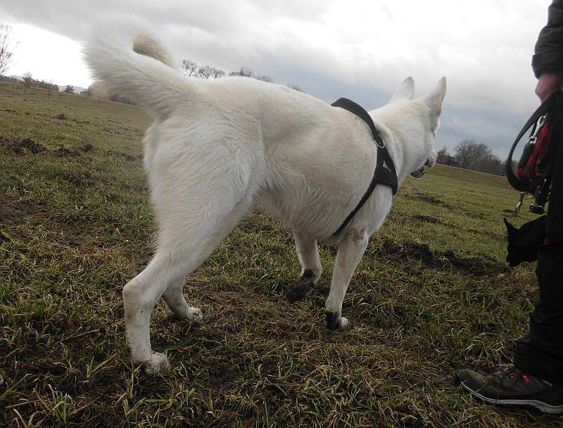 Iwan - weisser Schferhund von den Grenzgngern