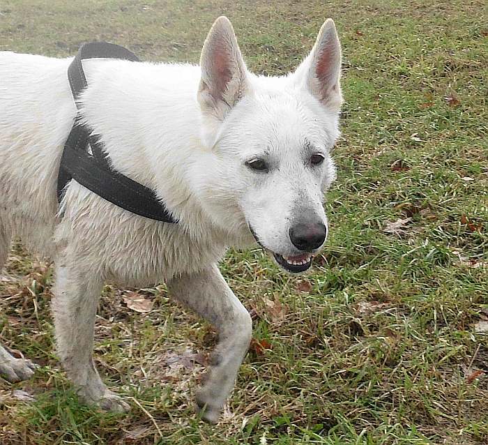 Iwan - weisser Schferhund von den Grenzgngern