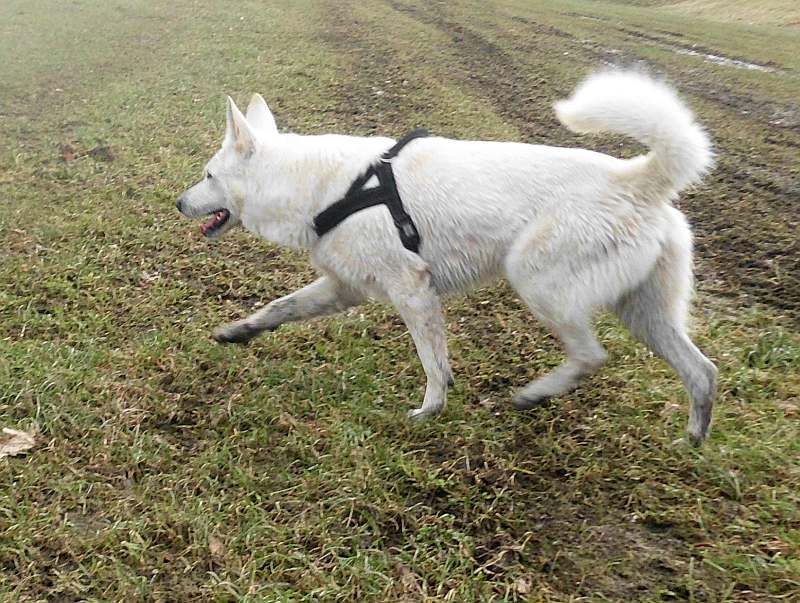 Iwan - weisser Schferhund von den Grenzgngern