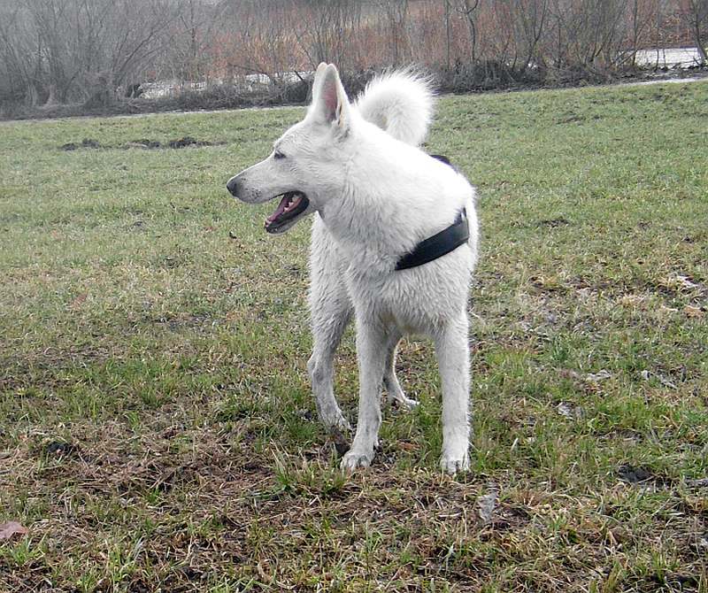 Iwan - weisser Schferhund von den Grenzgngern