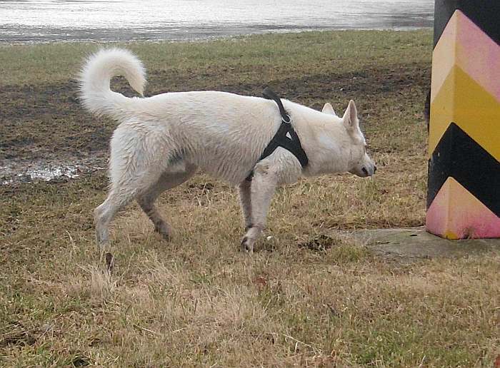 Iwan - weisser Schferhund von den Grenzgngern