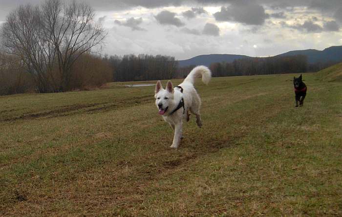 Iwan - weisser Schferhund von den Grenzgngern