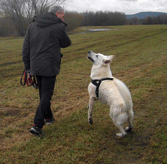 Iwan - weisser Schferhund von den Grenzgngern