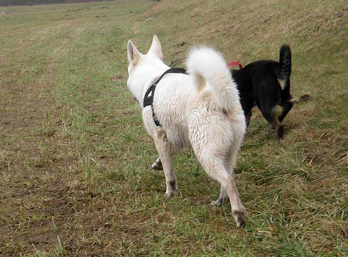 Iwan - weisser Schferhund von den Grenzgngern