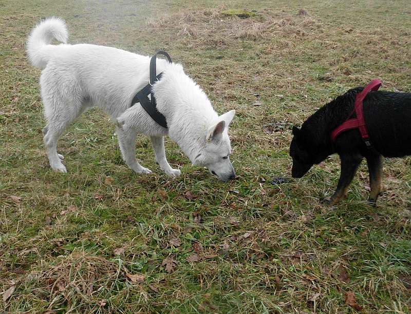 Iwan - weisser Schferhund von den Grenzgngern