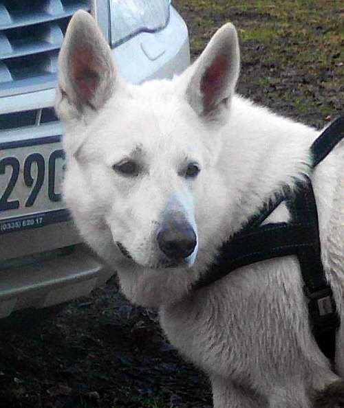 Iwan - weisser Schferhund von den Grenzgngern